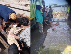 IPP Laksanakan Penyembelihan Hewan Kurban 5 Ekor Kambing/Domba